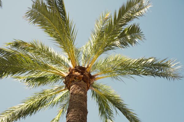 Palm Tree Removal in Powell