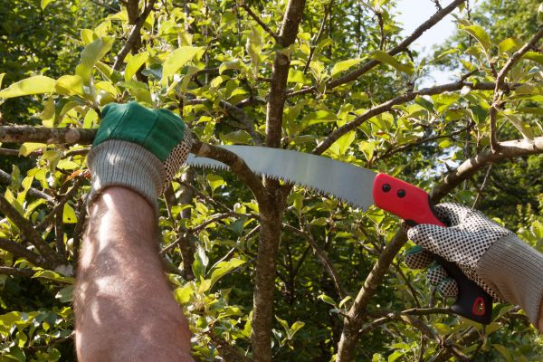 Small Tree Removal in Powell