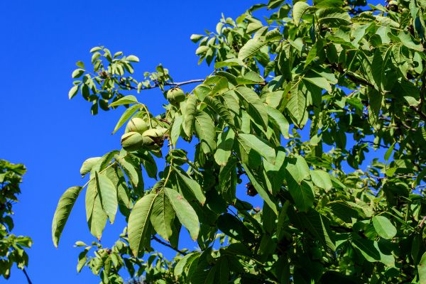 Walnut Tree Removal in Powell