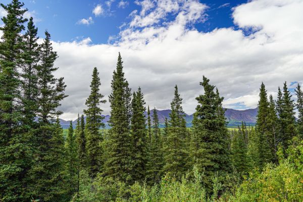 Spruce Tree Removal in Powell