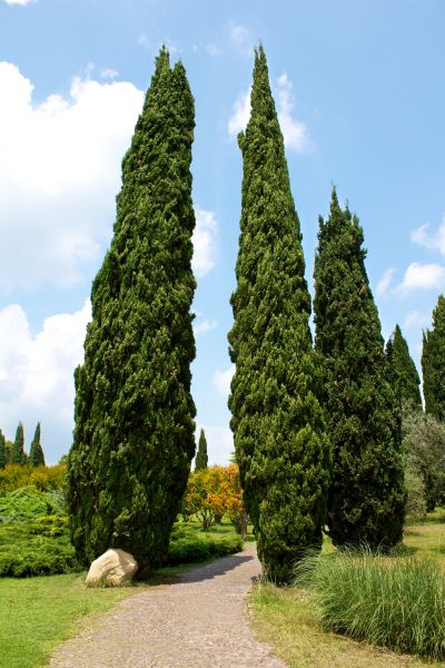 Cypress Tree Removal in Powell