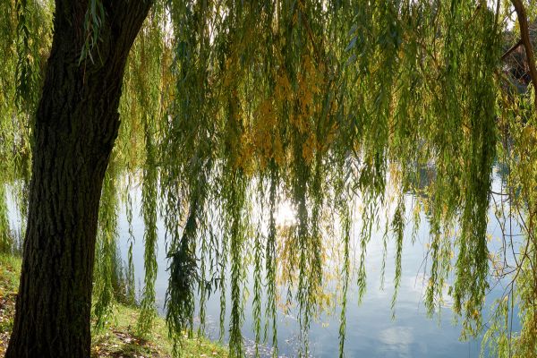 Willow Tree Removal in Powell
