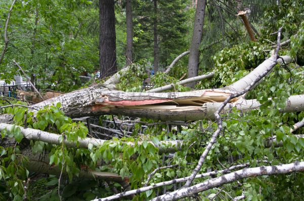 Birch Tree Removal in Powell