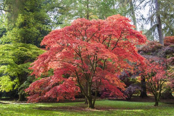 Maple Tree Removal in Powell