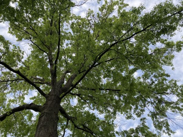 Oak Tree Removal in Powell