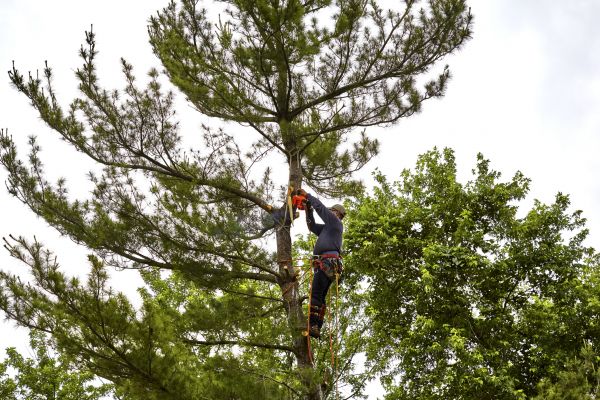 Pine Tree Removal in Powell