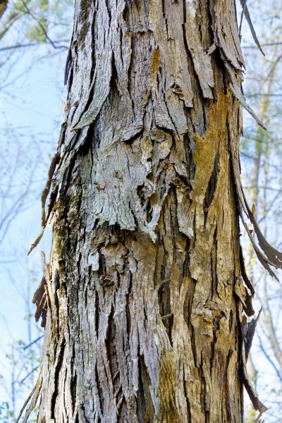 Hickory Tree Removal in Powell