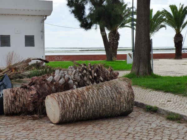 Palm Trees Removal in Powell