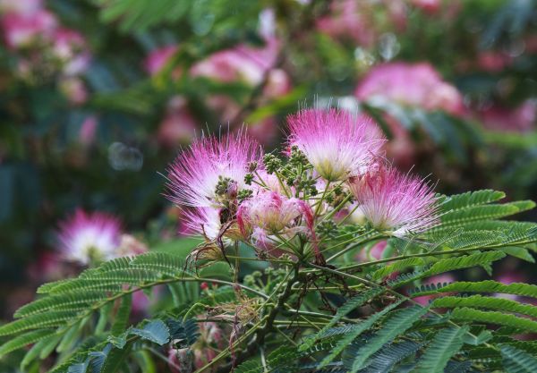 Mimosa Tree Removal in Powell
