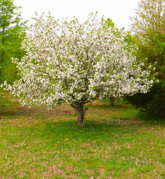 Dogwood Tree Removal in Powell