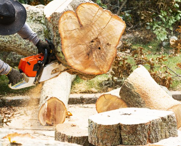 Tree Removal Service in Powell