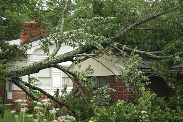 Emergency Tree Removal in Powell
