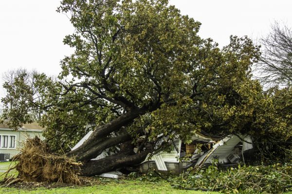 Fallen Tree Removal in Powell