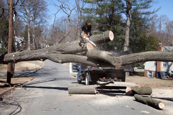 Residential Tree Removal in Powell