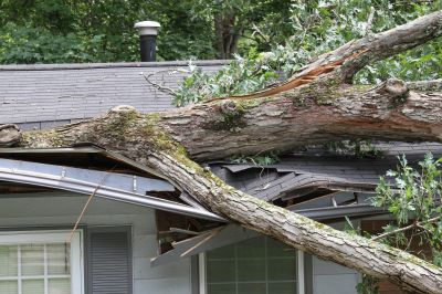 Fallen Tree on a Residential Property