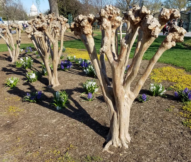 Mimosa Tree Removal