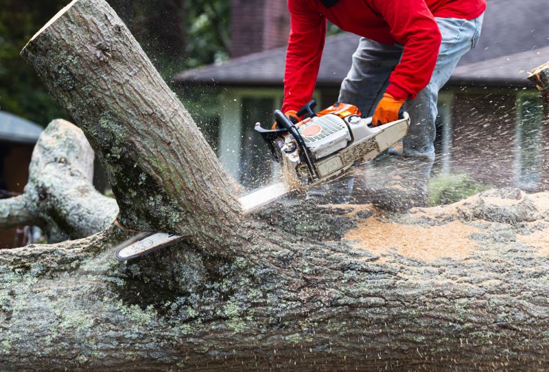 Before and After Tree Removal