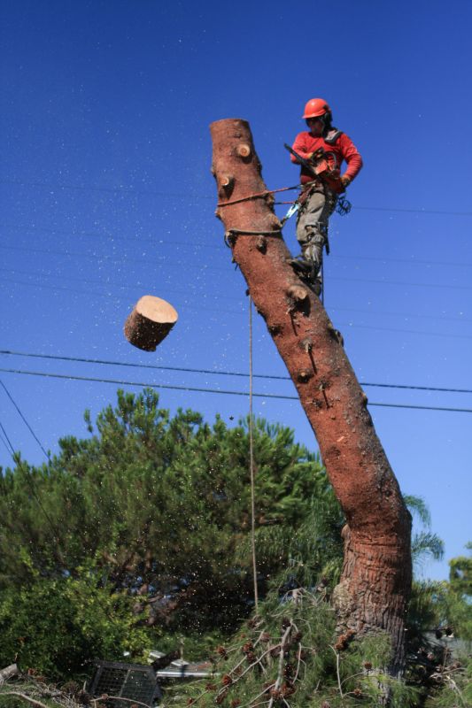 Tree Removal Crew at Work