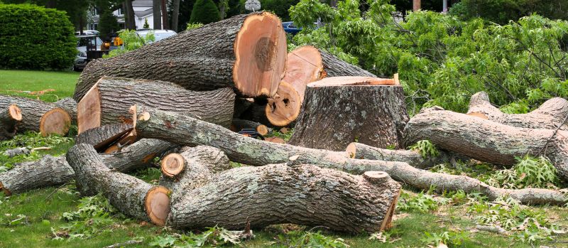Post-Removal Landscape Cleanup