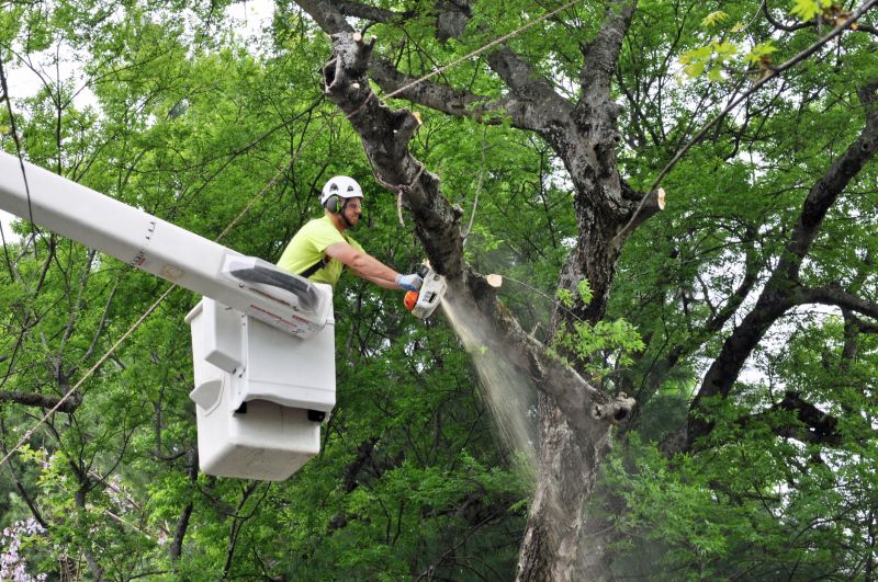 Equipment Used for Tree Cutting