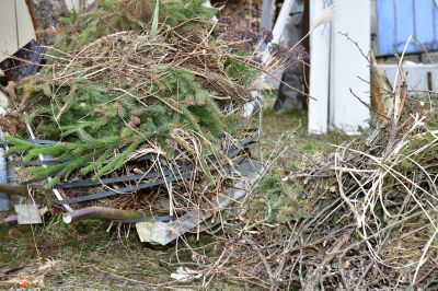 Winter Tree Removals