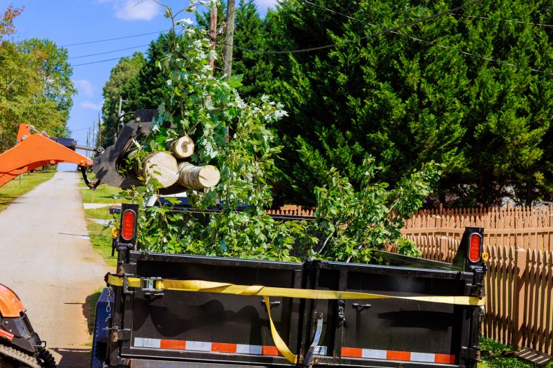 Summer Tree Removals