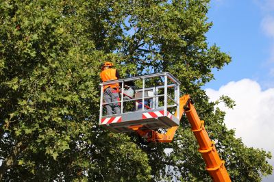 Tree Removal Equipment
