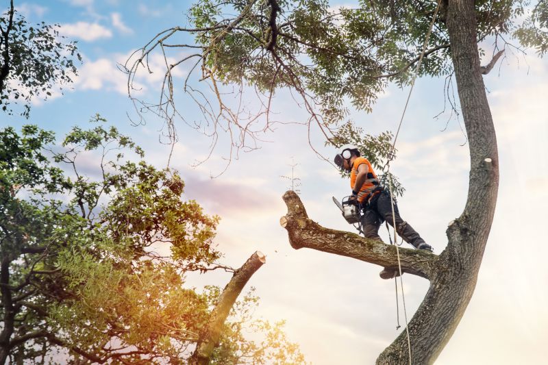 Tree Health Assessments