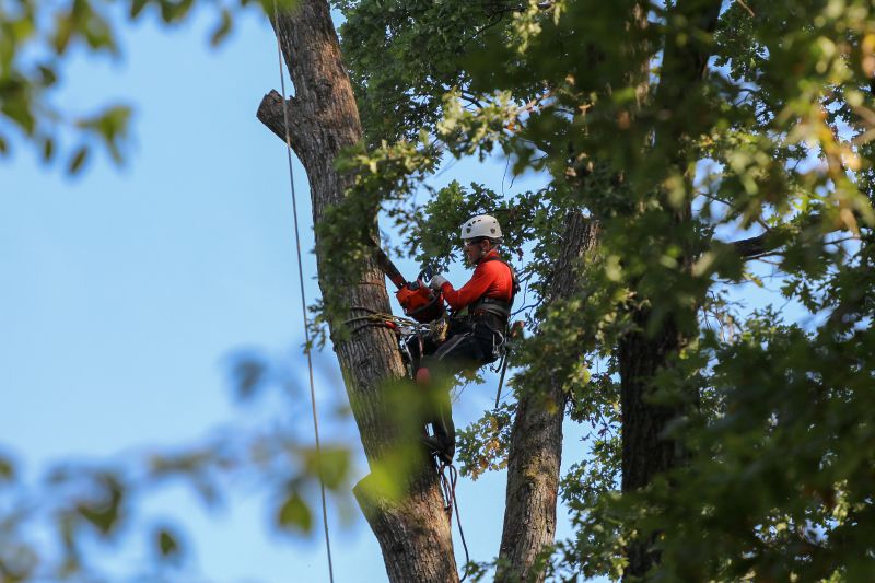 Professional Tree Removal in Action