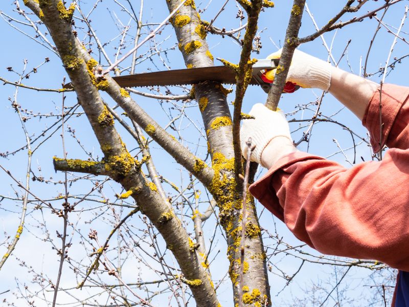 Preparing for Tree Removal